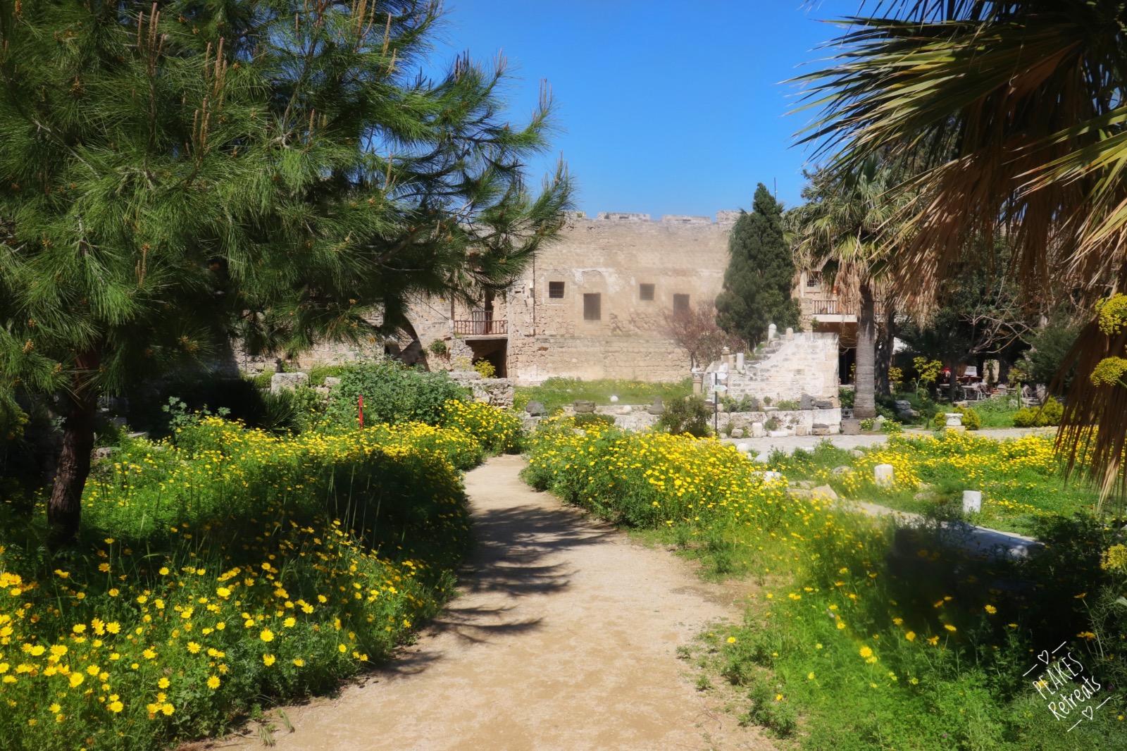 Yellow wildflowers inside Kyrenia Castle