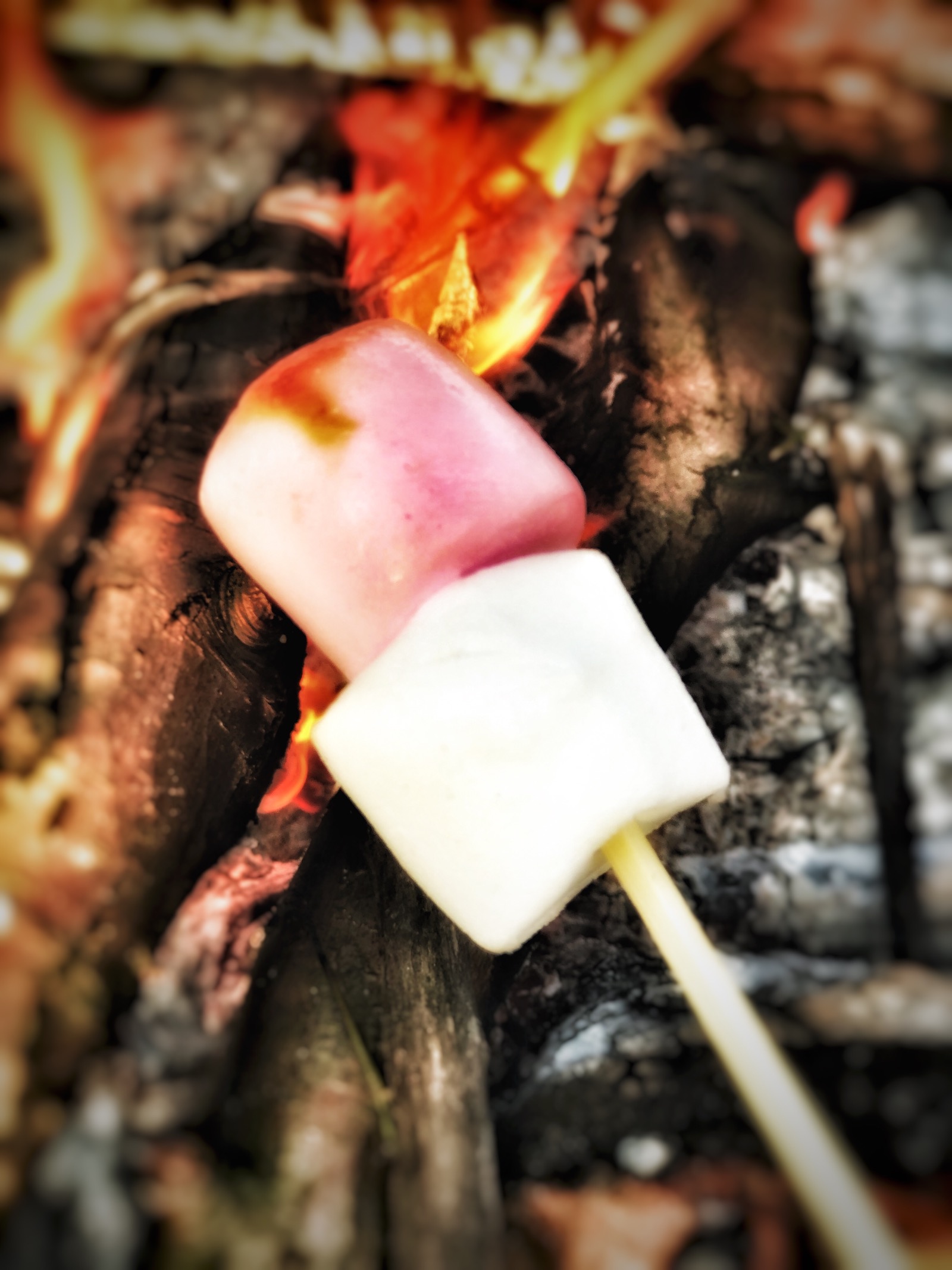 Marshmallows toasting over fire, at glampsite in staffordshire