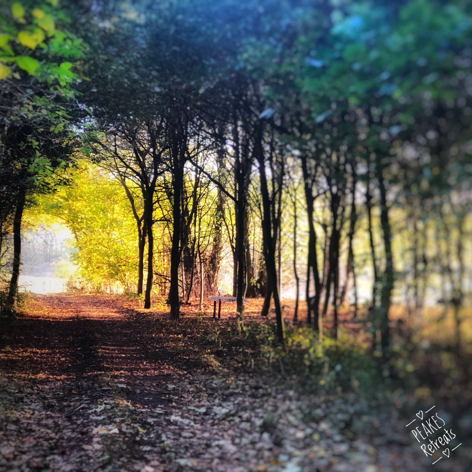 Anslow woodland, sunny autumn day