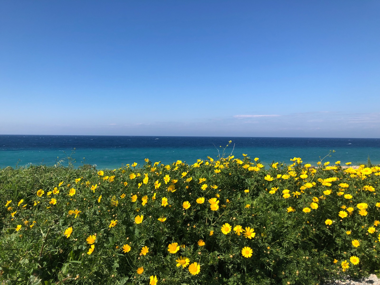 Yellow wild flowers, turquoise Mediterranean ocean blue sky