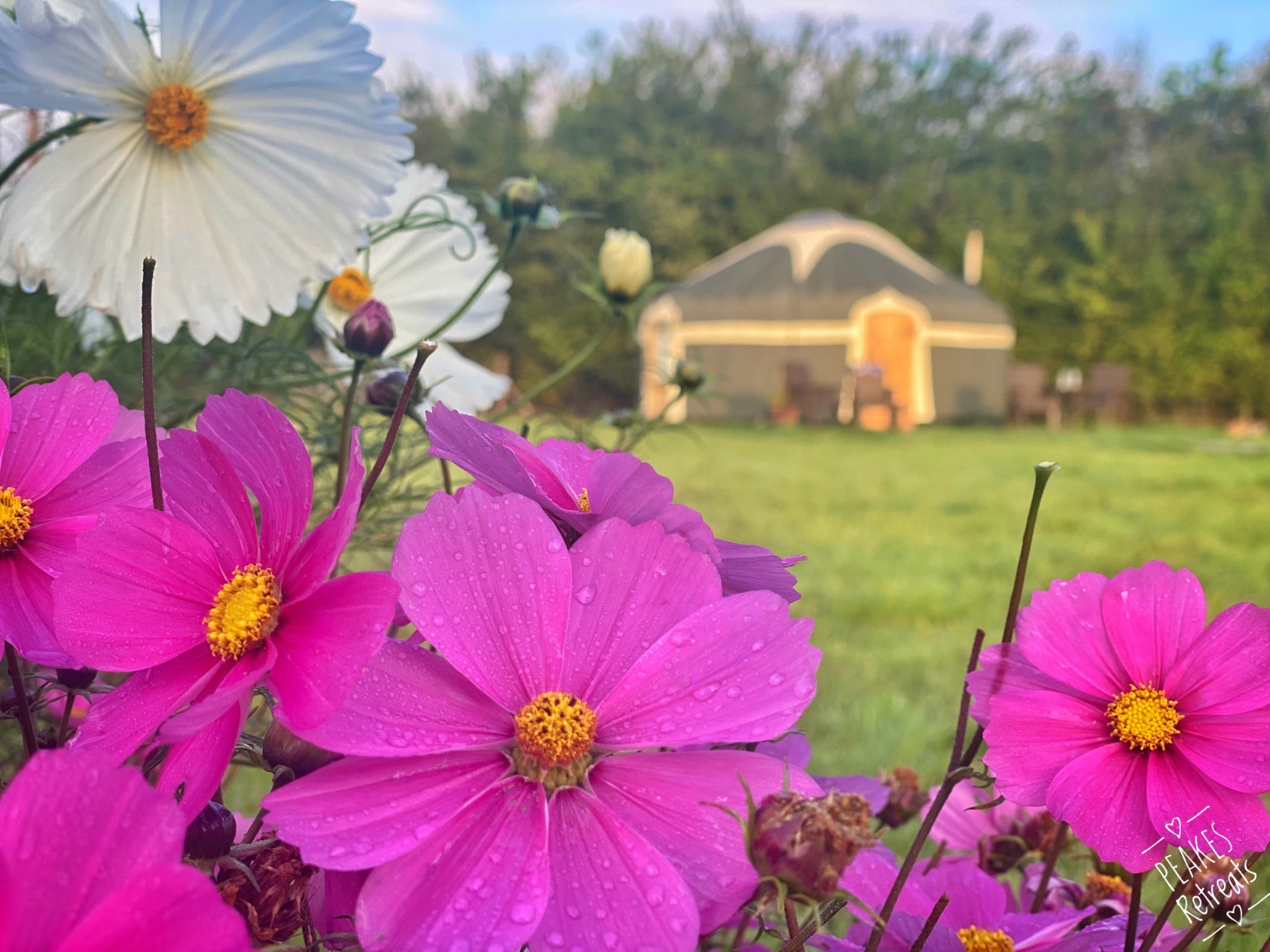 Yurt with pretty cosmos flowers