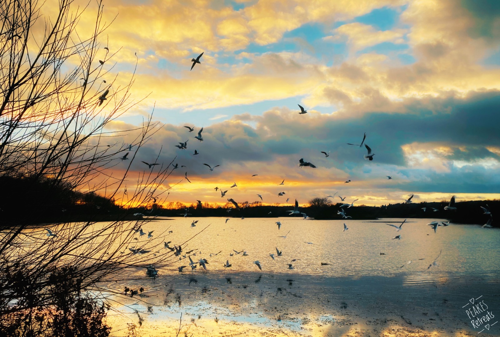 gulls flying over Branston Water Park lake at sunset